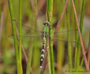 Erythemis simplicicollis, female